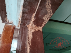 termite treatment