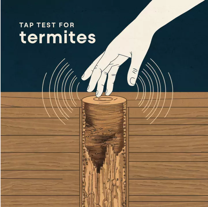 anti termite treatment